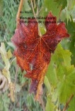 Manual de calidad para productores de uva para vino