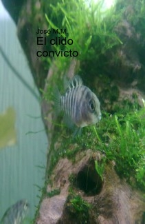 El cilido convicto