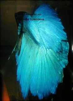 El Betta Splendens